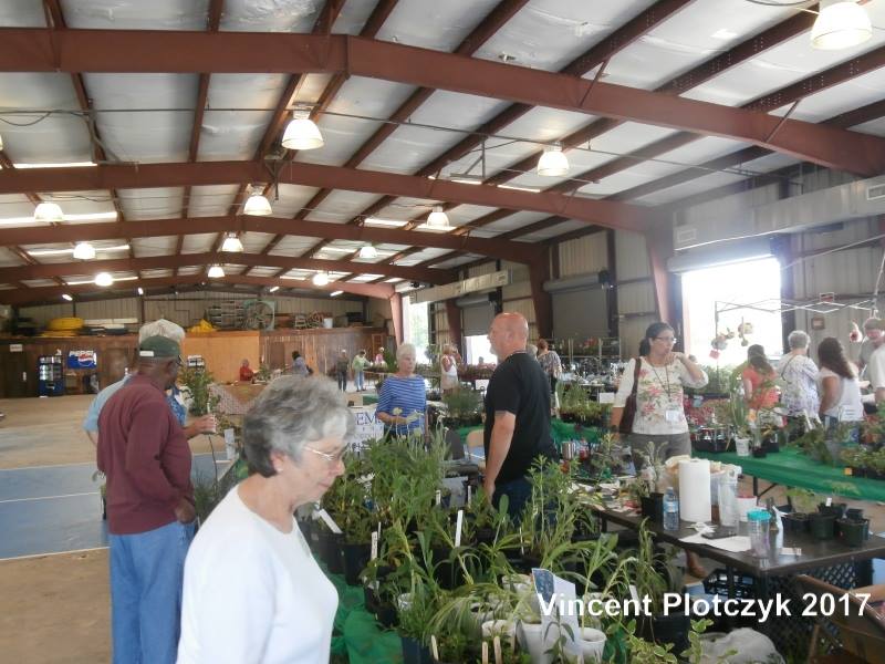 Plant Sale Shoppers