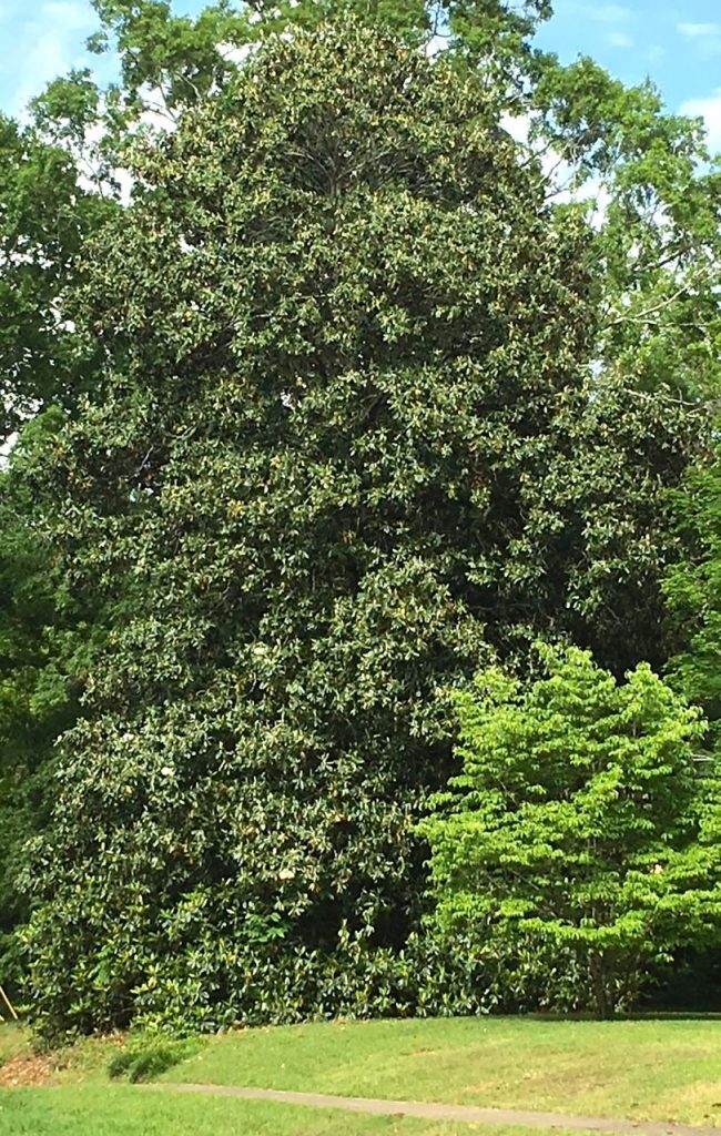 Lesesne Magnolia
