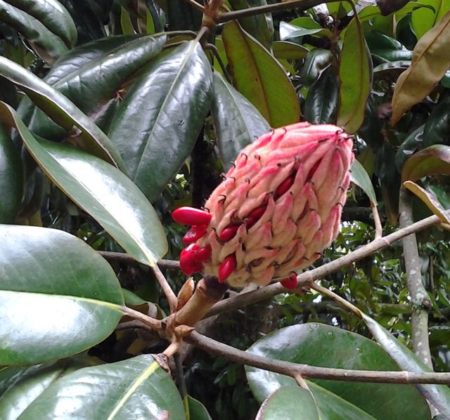 Magnolia Fruit