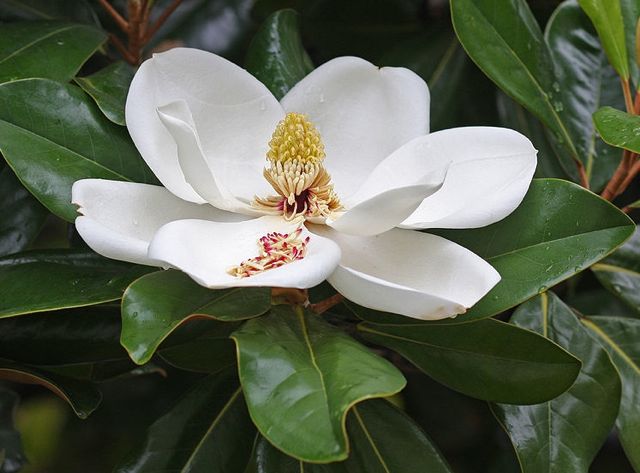 Magnolia Flower on Duke University Campus