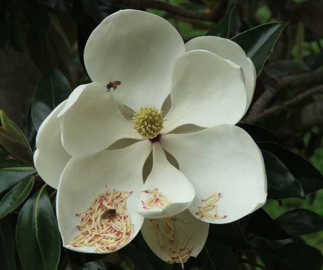 Southern Magnolia Flower with Bees
