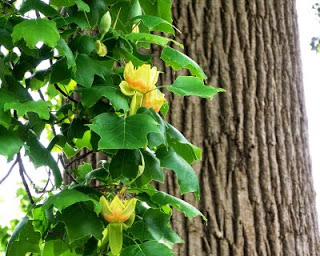 Tulip Poplar